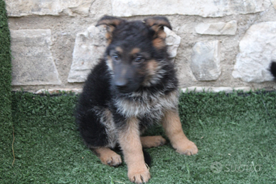 Cuccioli di pastore tedesco