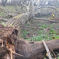 Albero di noce, tronco con radici