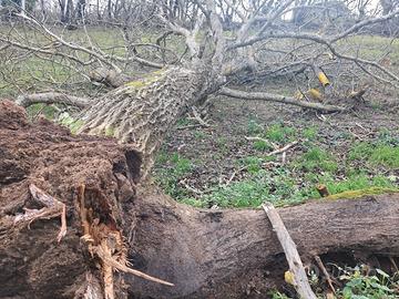 Albero di noce, tronco con radici