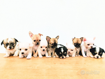 Chihuahua selezionati