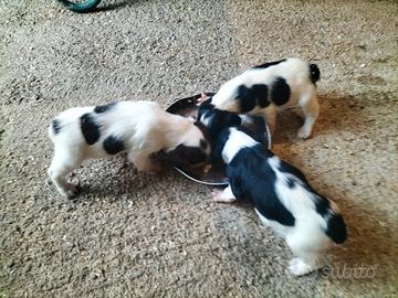 Cuccioli di Springer Spaniel Inglese