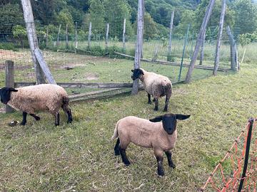 Agnelli Suffolk e misto