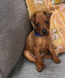 Cuccioli di pinscher nano disponibili