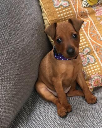 Cuccioli di pinscher nano disponibili