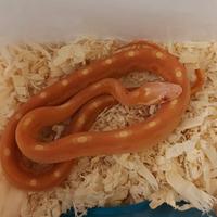 Pantherophis guttatus scaleless