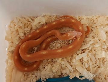 Pantherophis guttatus scaleless