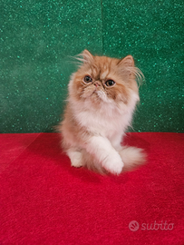 Gatto persiano ipertipico bicolor