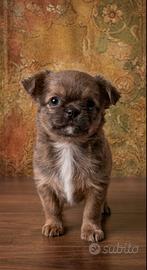 Maschietto Chihuahua