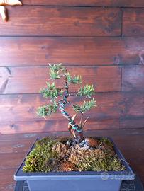 Bonsai di ginepro