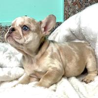 Bulldog francese esotico