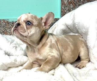 Bulldog francese esotico