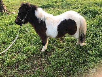 Mini pony maschio