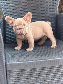 Cucciolo bulldog francese Isabella Fawn big rope