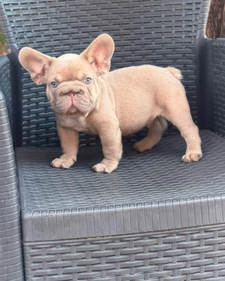Cucciolo bulldog francese Isabella Fawn big rope