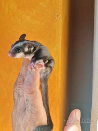 Petauro dello zucchero