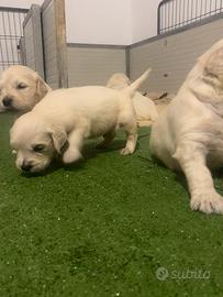Golden retriever cuccioli