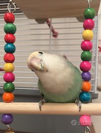 Inseparabile allevato a mano