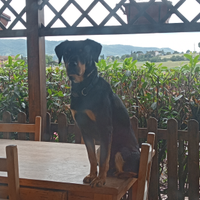 GRIFONERO VVALNERINO disponibile per monte