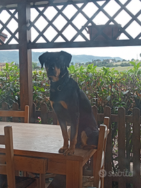 GRIFONERO VVALNERINO disponibile per monte