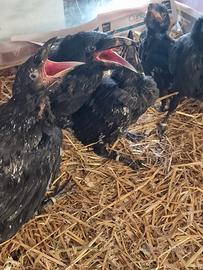 Corvi imperiali baby