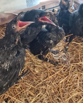 Corvi imperiali baby