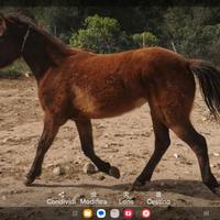 Cavallina cm 138/140