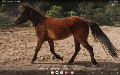 Cavallina cm 138/140