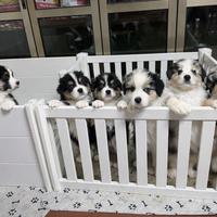 Pastore australiano cuccioli