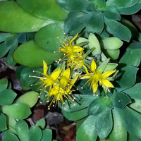 Sedum palmeri piante grasse