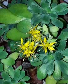 Sedum palmeri piante grasse