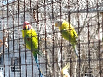 Coppia di parrocchetti testa di prugna ripro