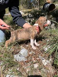 Cuccioli Segugio Maremmano CON PEDIGREE ENCI