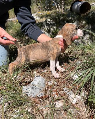 Cuccioli Segugio Maremmano CON PEDIGREE ENCI