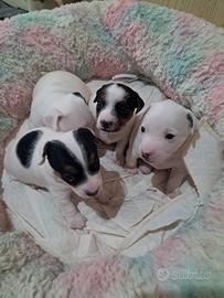 Cuccioli Jack russel