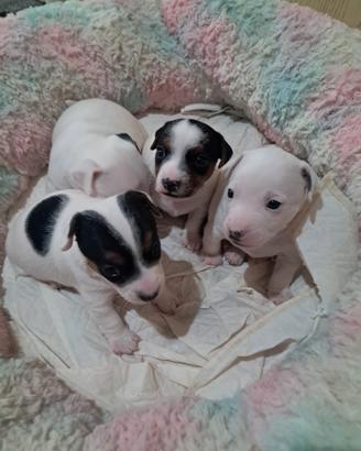 Cuccioli Jack russel