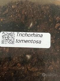 Regal o colonia numerosa di Trichorina Tomentosa