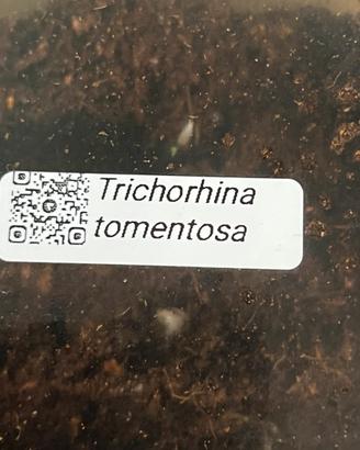 Regal o colonia numerosa di Trichorina Tomentosa