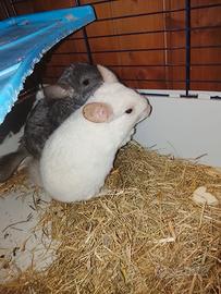 Cincillà di 1 anno 125