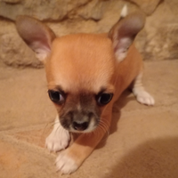 Chihuahua cuccioli