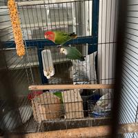 Disponibili coppie di inseparabili pronti alla rip