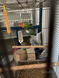 Disponibili coppie di inseparabili pronti alla rip