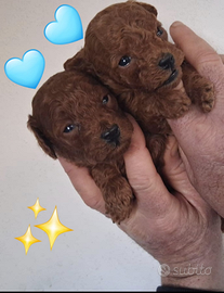 Barboncino red toy/mini toy