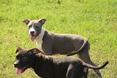 Cucciola di Pit Bull Blue anche a rate