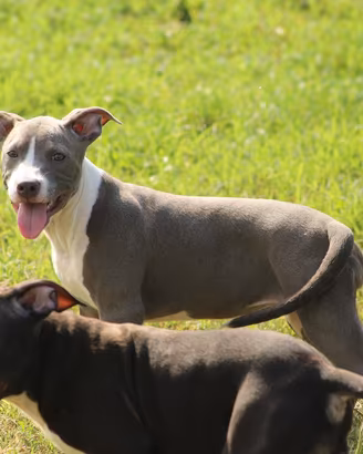 Cucciola di Pit Bull Blue anche a rate