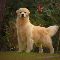 Golden Retriever linea Americana CUCCIOLE femmine