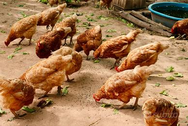 Galline Rosse ovaiole
