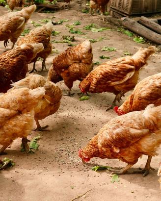 Galline Rosse ovaiole