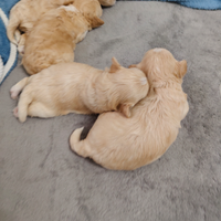 ? Tre Piccole Principesse: Cucciole di Barboncin