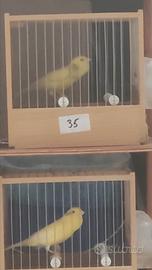 Canarini da canto malinois waterslager in purezza