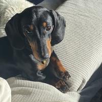 Accoppiamento bassottina nano Merche